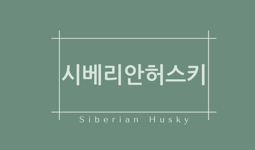 시베리안허스키(Siberian Husky)