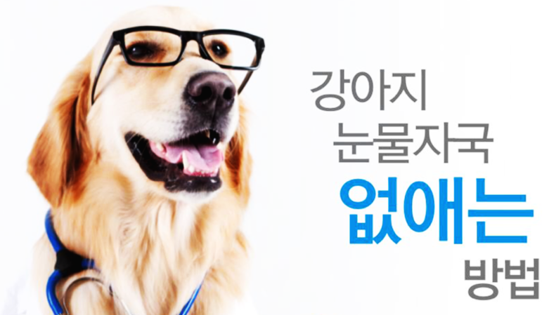  강아지 눈물자국 없애는법