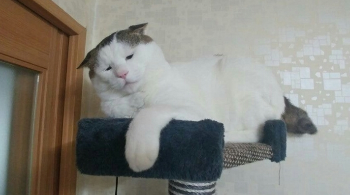  고양이 갤러리의 명물 고양이.jpg
