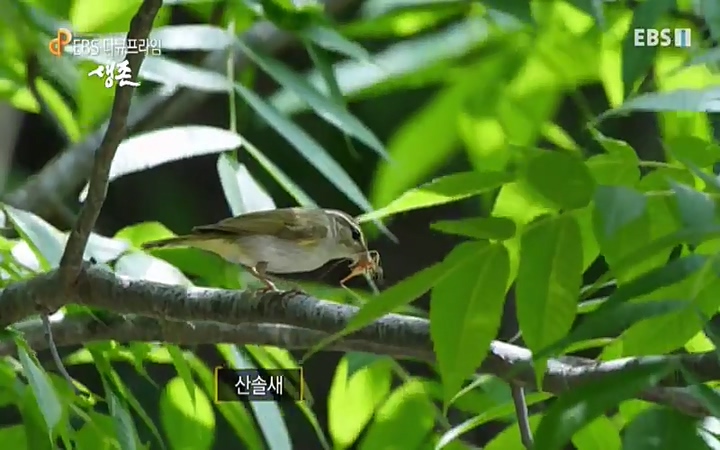 EBS 다큐프라임_ 220628.avi_20220629_204415.414.jpg