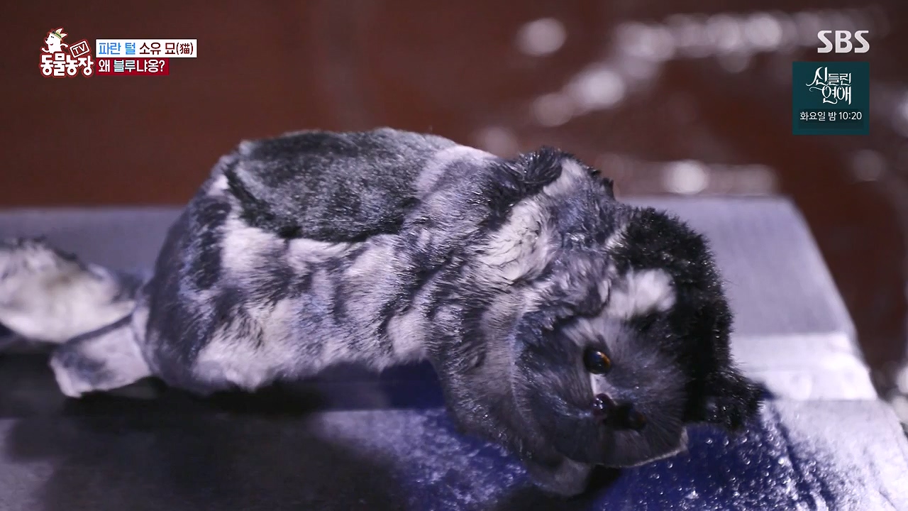 TV 동물농장.E1177.240624p-NEXT.mp4_20240623_163735.976.jpg