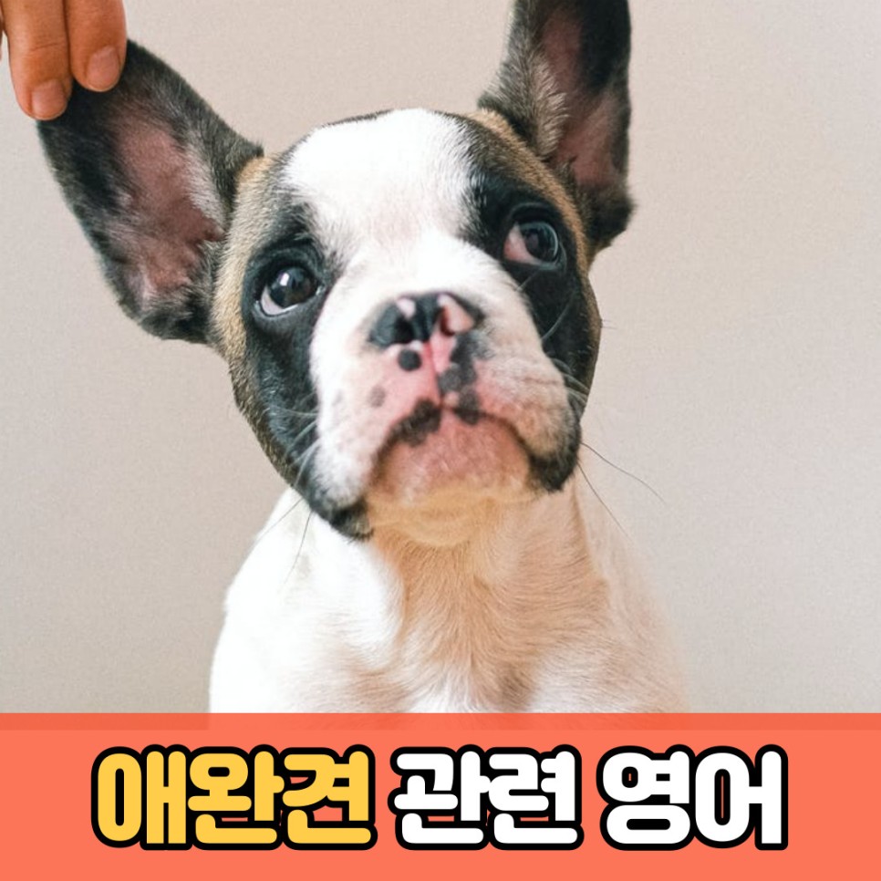  [유용한 영어표현] 애완견 관련 5가지 영어표현 l 목줄 영어로, 산책 영어로, 산책시키다 영어로, 심사숙고 영어로