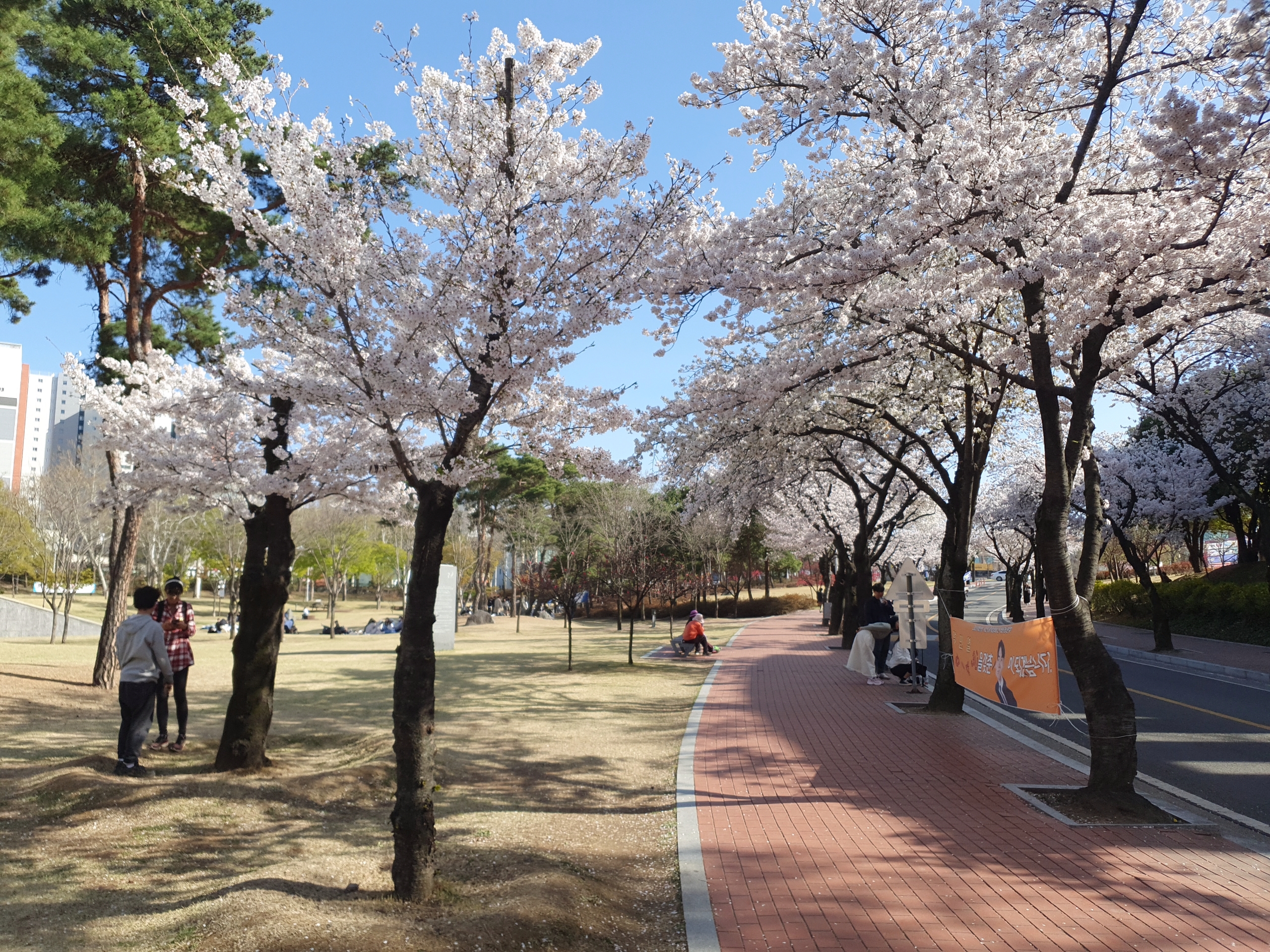 경북대학교 일청담 연못 주변 2