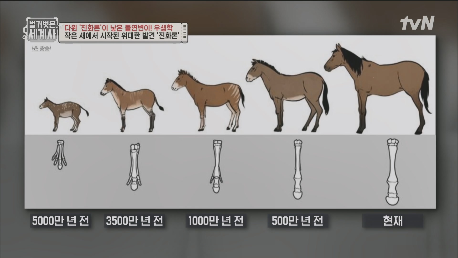 벌거벗은 세계사.E97.230502p.H264-F1RST.mp4_20231224_171026.549.jpg