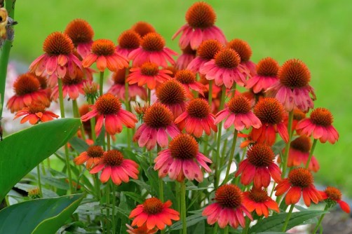 정원꾸미기 아름다운 빨간 꽃 - 루드베키아