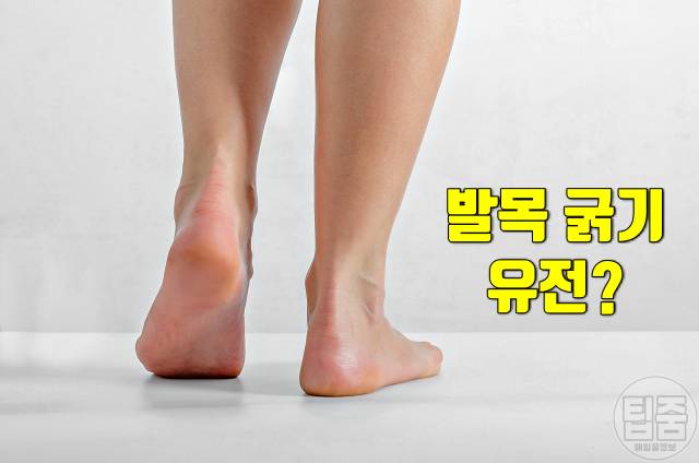 발목 얇아지는 법 발목 두꺼운 이유 유전