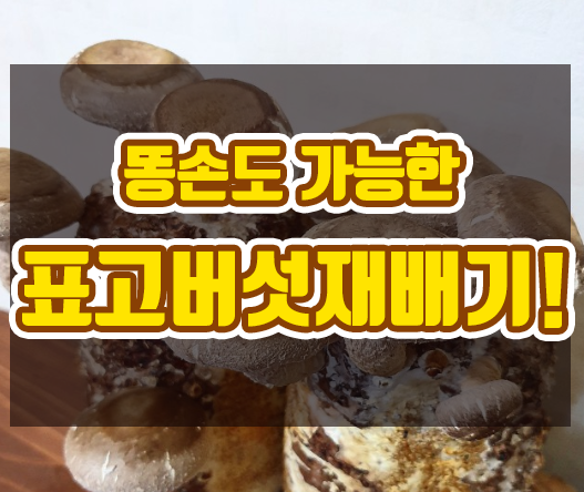  헿저씨 애완식물버섯을 입양하다.