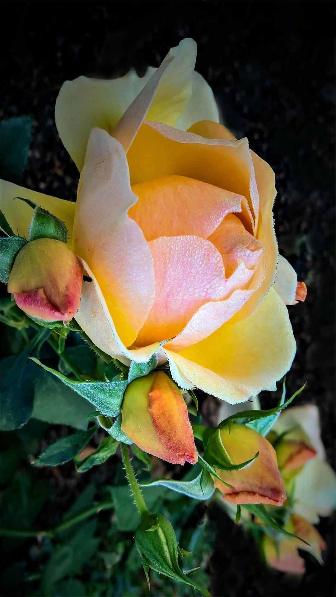 Rose Flower iPhone Wallpaper