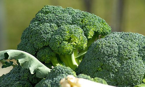 기억력을 향상시키는 음식 