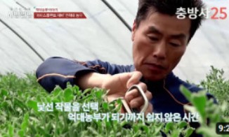생방송 오늘 아침 아이스플랜트 얼음채소 주문 하기 관련 사진