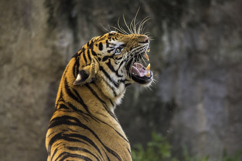 🐯 호랑이띠 