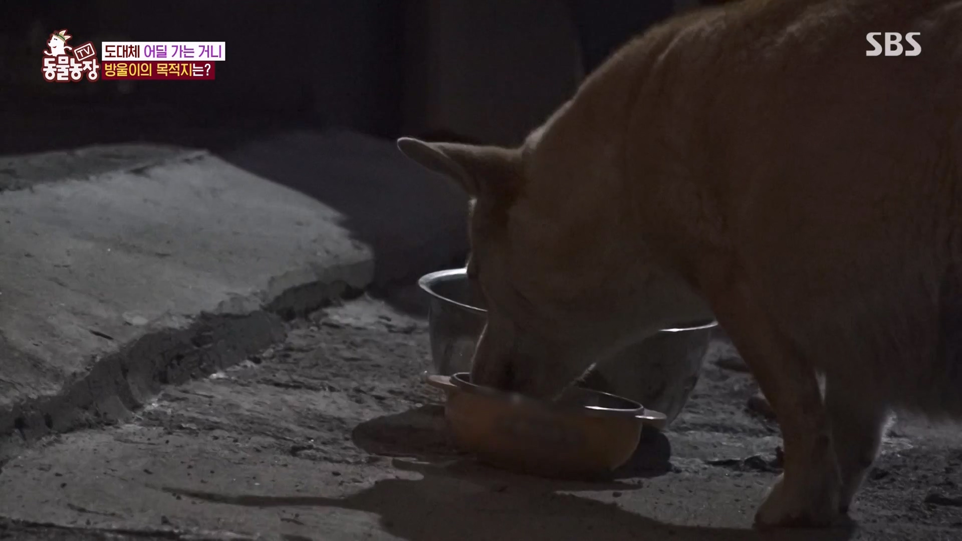 TV 동물농장.E1162.240310p-NEXT.mp4_20240310_162846.330.jpg