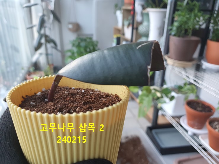 고무나무 삽목 2 240215