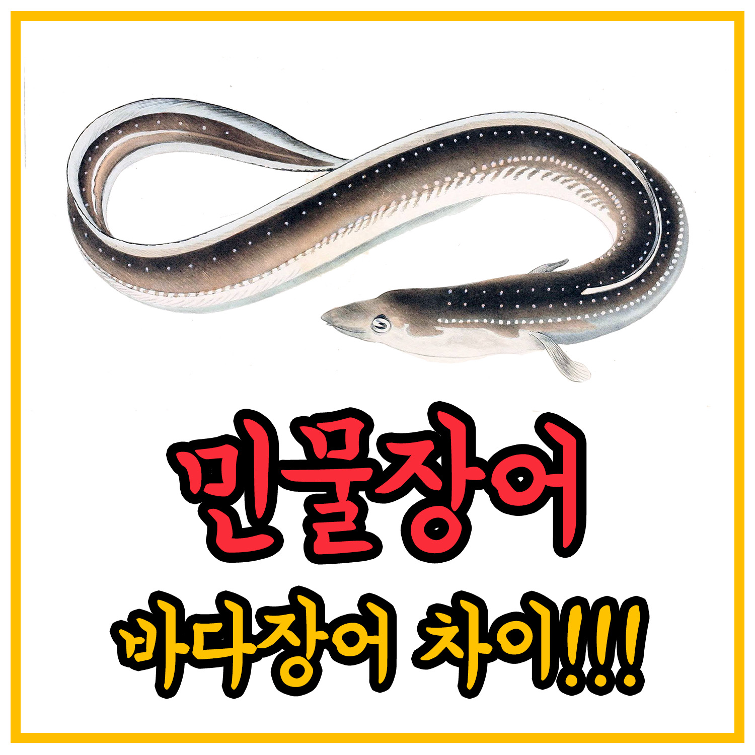 민물장어-바다장어-차이점