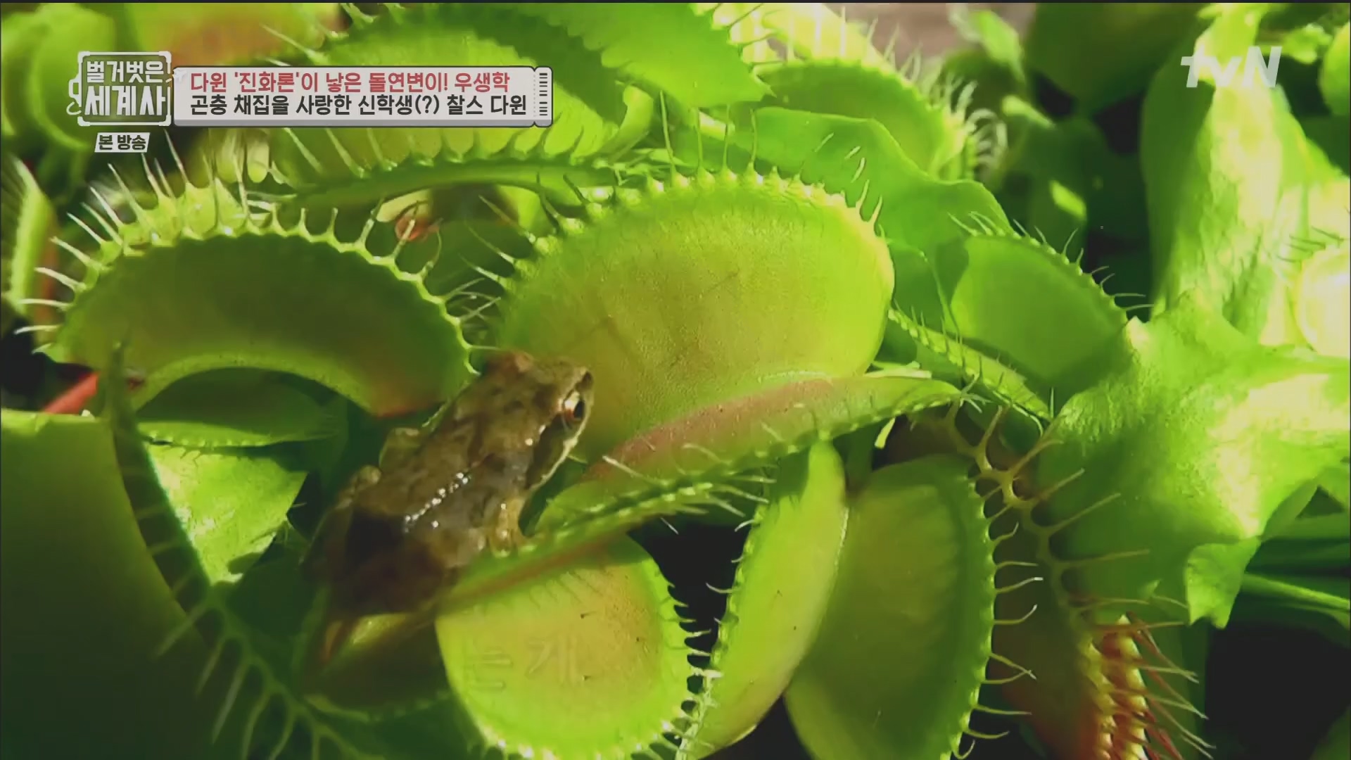 벌거벗은 세계사.E97.230502p.H264-F1RST.mp4_20231224_171020.919.jpg