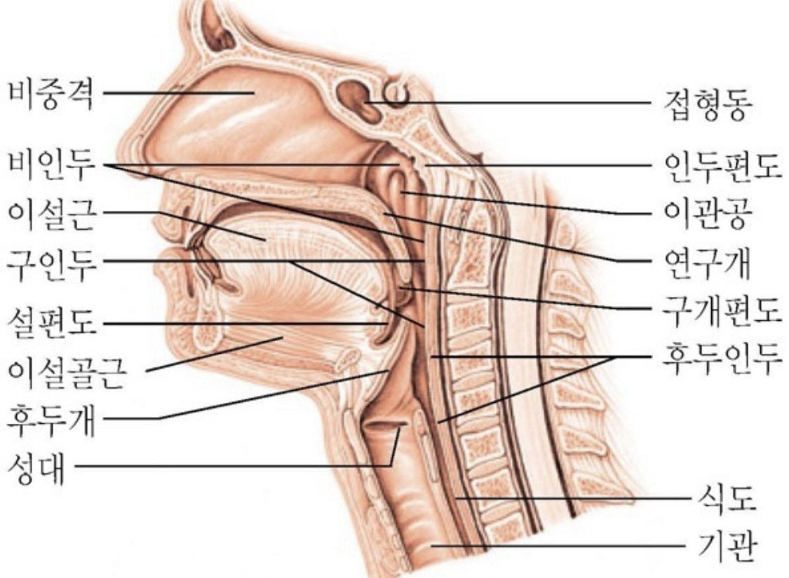 인후와 후두 구조 (생명과학대사전)