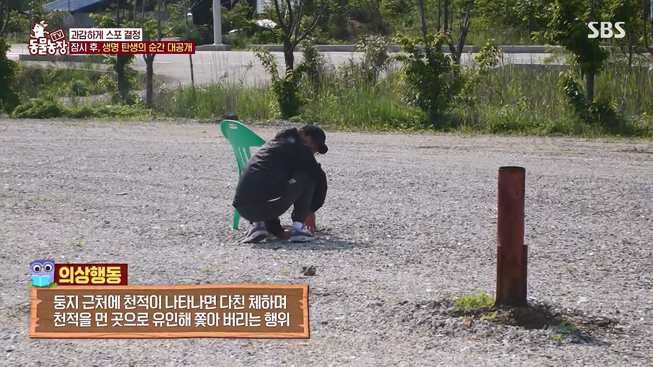 TV 동물농장.E1176.240617p-NEXT.mp4_20240616_171032.711.jpg