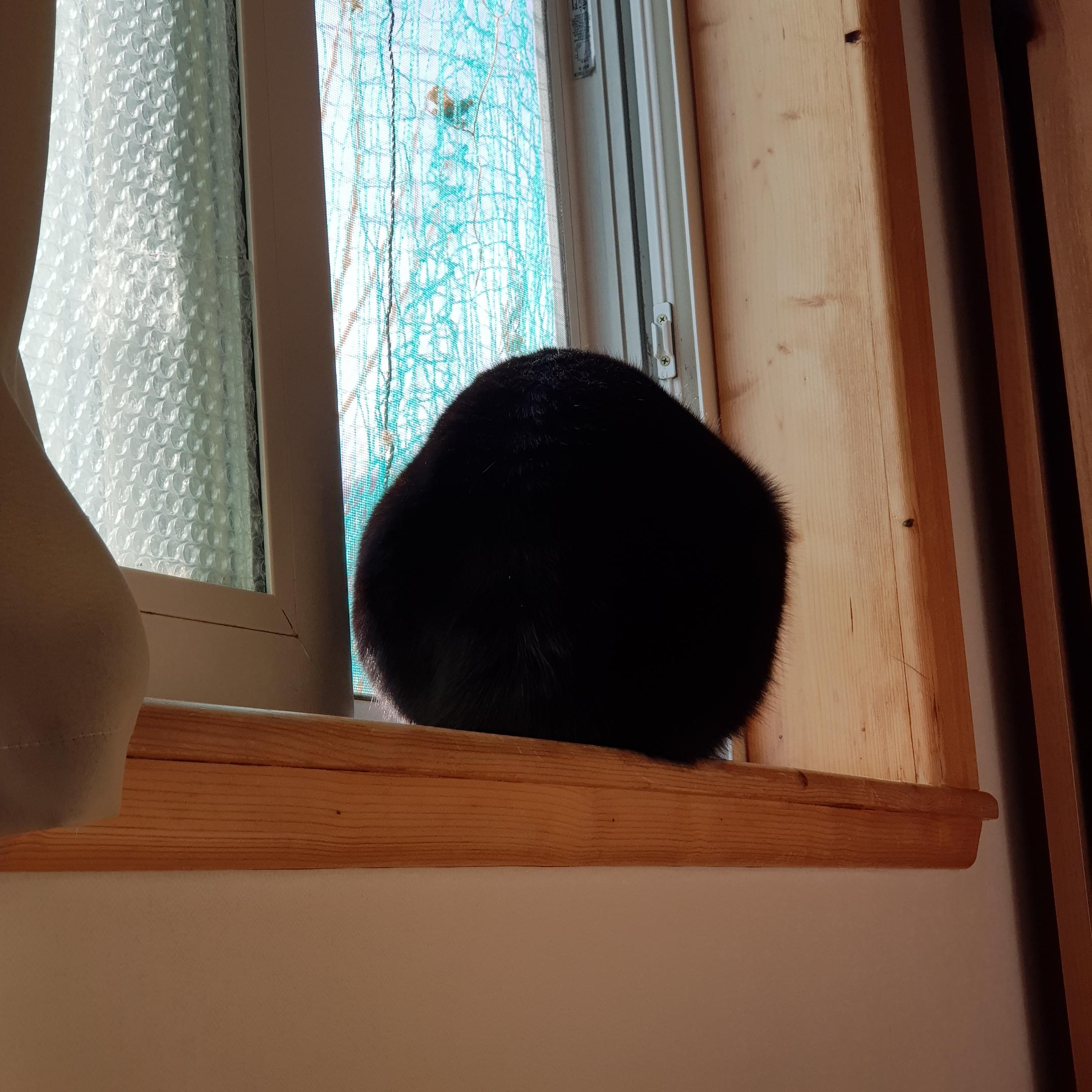 창밖을 바라보고 있는 검은 고양이