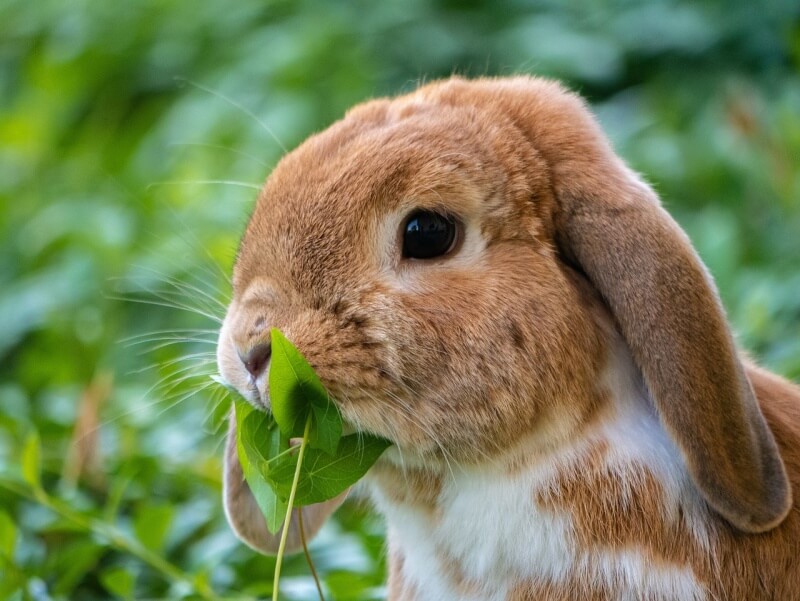 풀을 먹고 있는 갈색 토끼