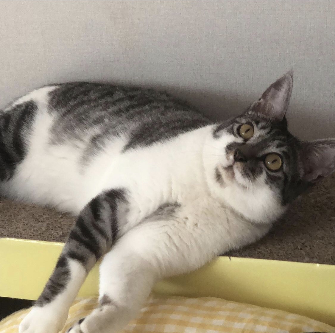  고양이 번역기 어플 "Meow Talk"로 대화하기 우는 고양이 방법