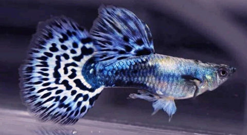 © Blue purple mosaic guppy, Sydney-aquascapes
