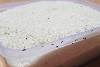 쌀에-가득한-작은-갈색벌레들