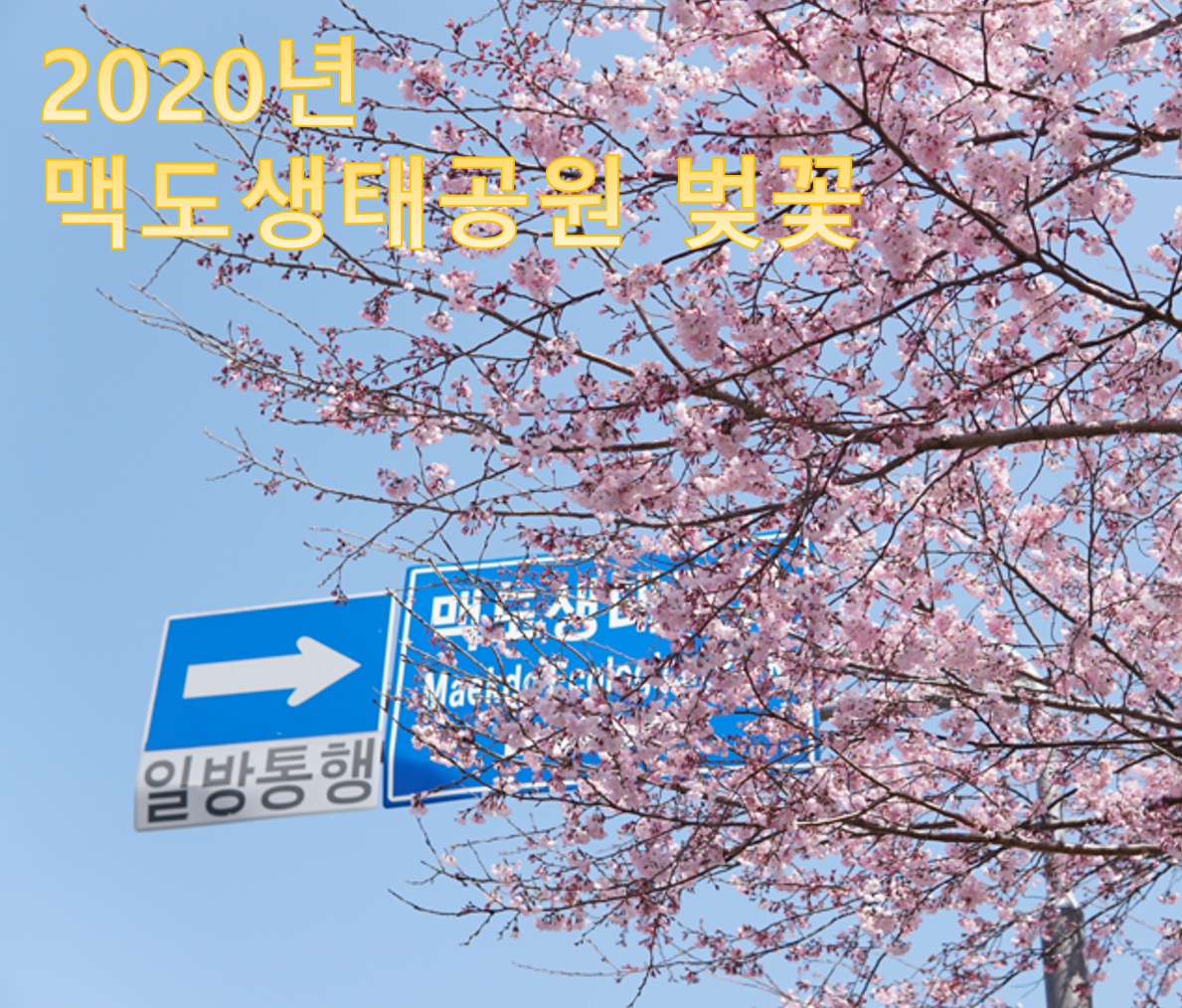  2020년 부산 벚꽃 명소 실시간 현재 맥도생태공원 - 어쩌면 오늘이 만개, 절정