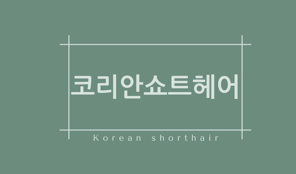 코리안쇼트헤어(Korean shorthair)