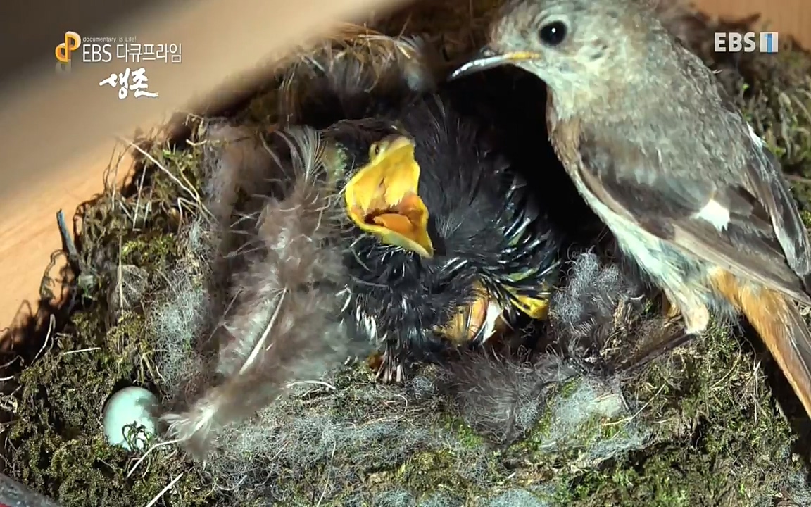 생존 3부_ EBS 다큐프라임_ 220629.avi_20220701_205044.843.jpg