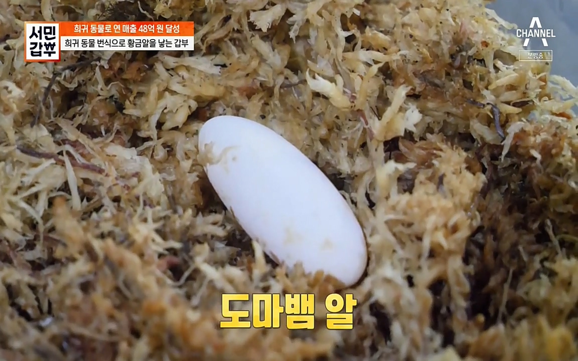 서민 갑부.E381.220431p-NEXT.mp4_20220501_180343.584.jpg