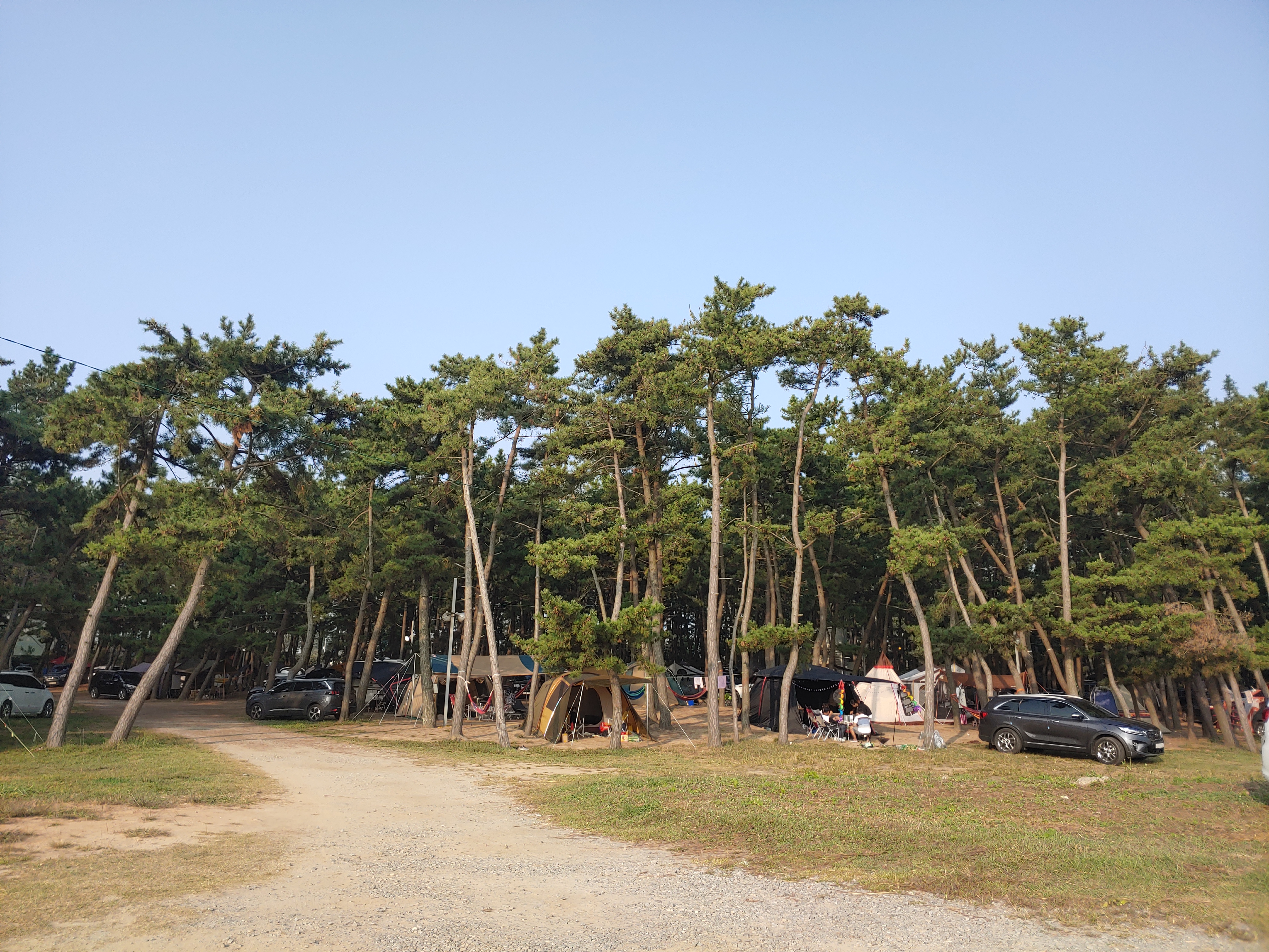  [몽산포 캠핑장] 몽산포 청솔 캠핑장 / 캠핑카 캠핑장 / 애완동반 캠핑장 / 맛조개 해루질