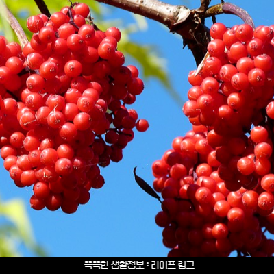 마가목 열매 효능