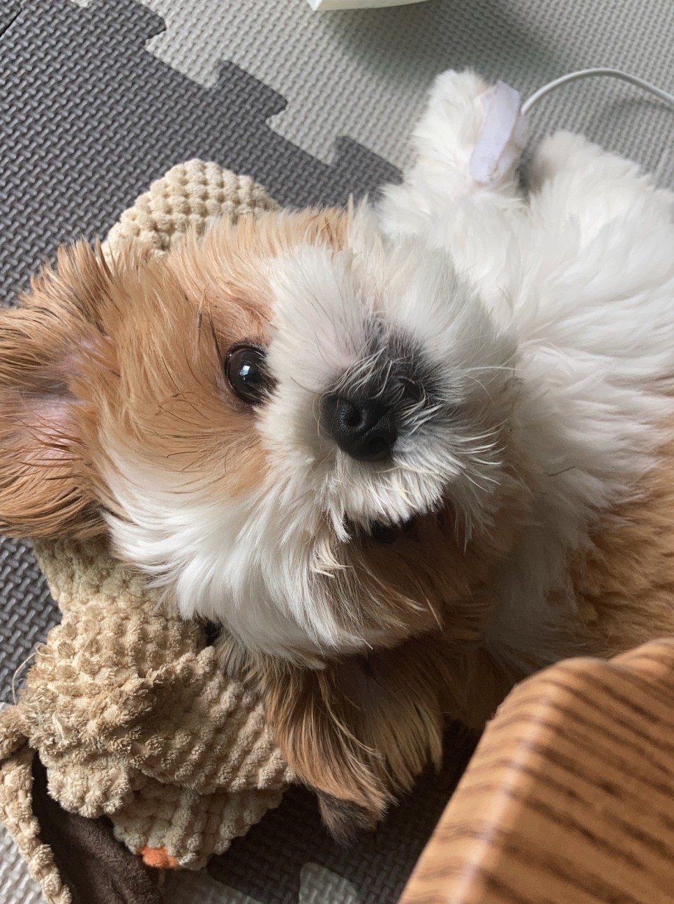 애견미용 여름맞이 애견미용 강아지 미용 천안 애견미용 [지켜주는 강아지] 천안역 1