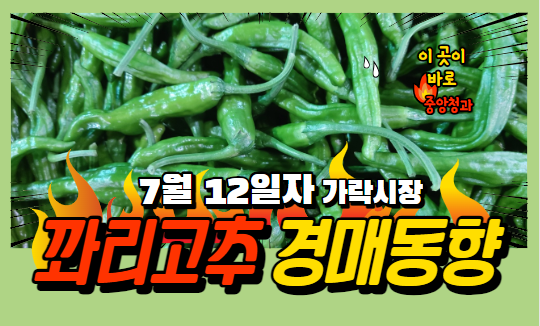  [경매사 일일보고] 7월 12일자 가락시장 꽈리고추 경매동향을 살펴보겠습니다!
