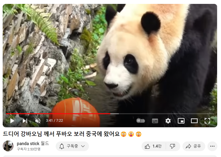 푸바오와 강할부지 만남?! 중국 간 강바오 사육사 동영상, 쌍둥바오 루이,후이 생일파티 인형, 굿즈