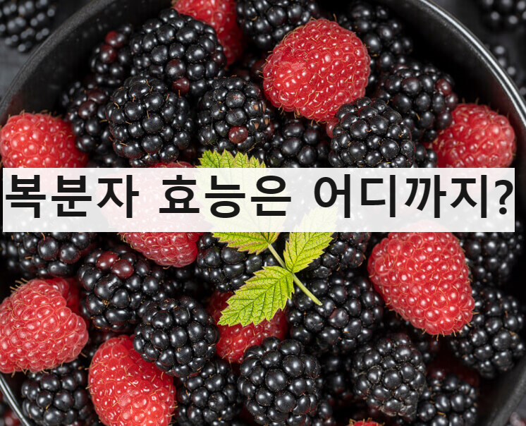  복분자 효능 알아보기 - 복분자주, 복분자 엑기스 만들기