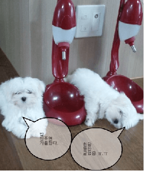 소형견말티즈사진입니다
