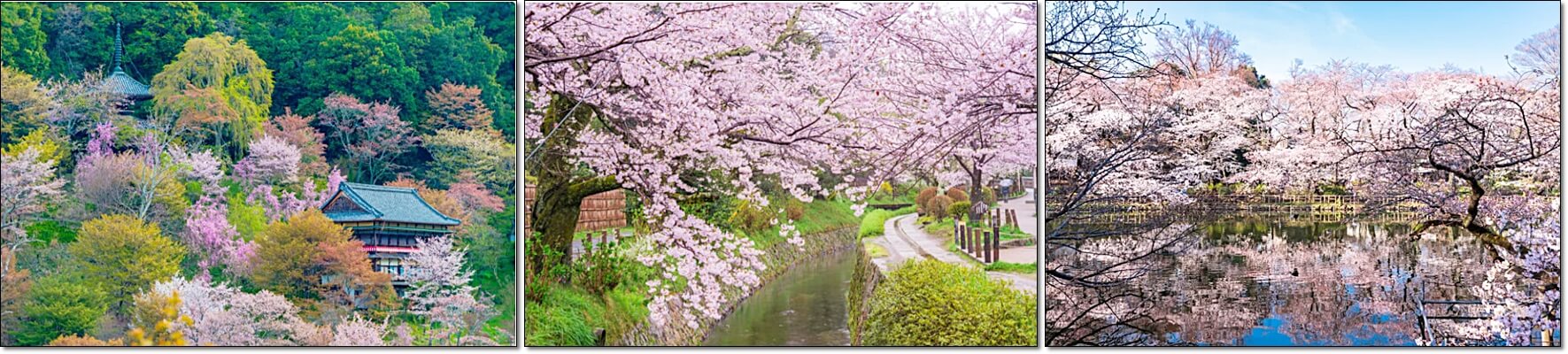 일본 벚꽃 축제 (출처:일본관광국)