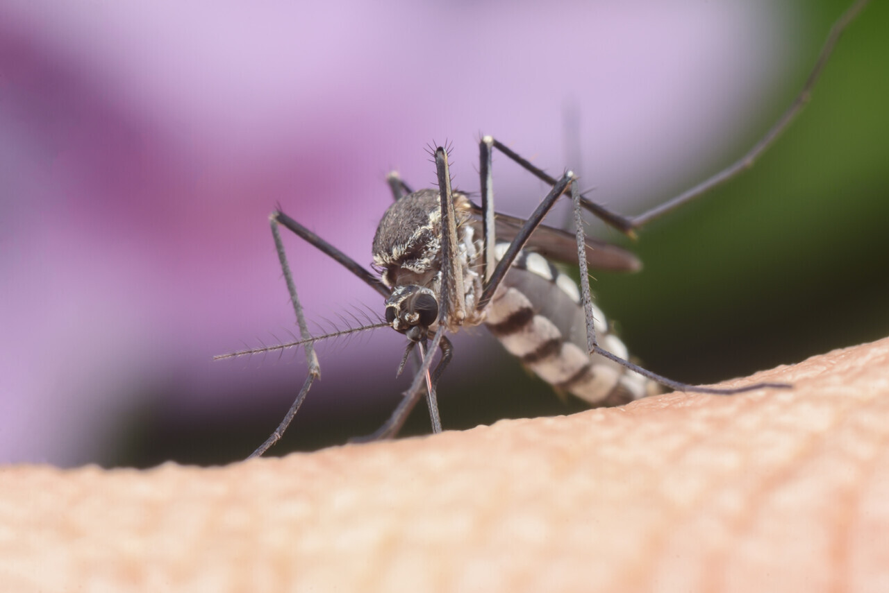 말라리아 모기 특징