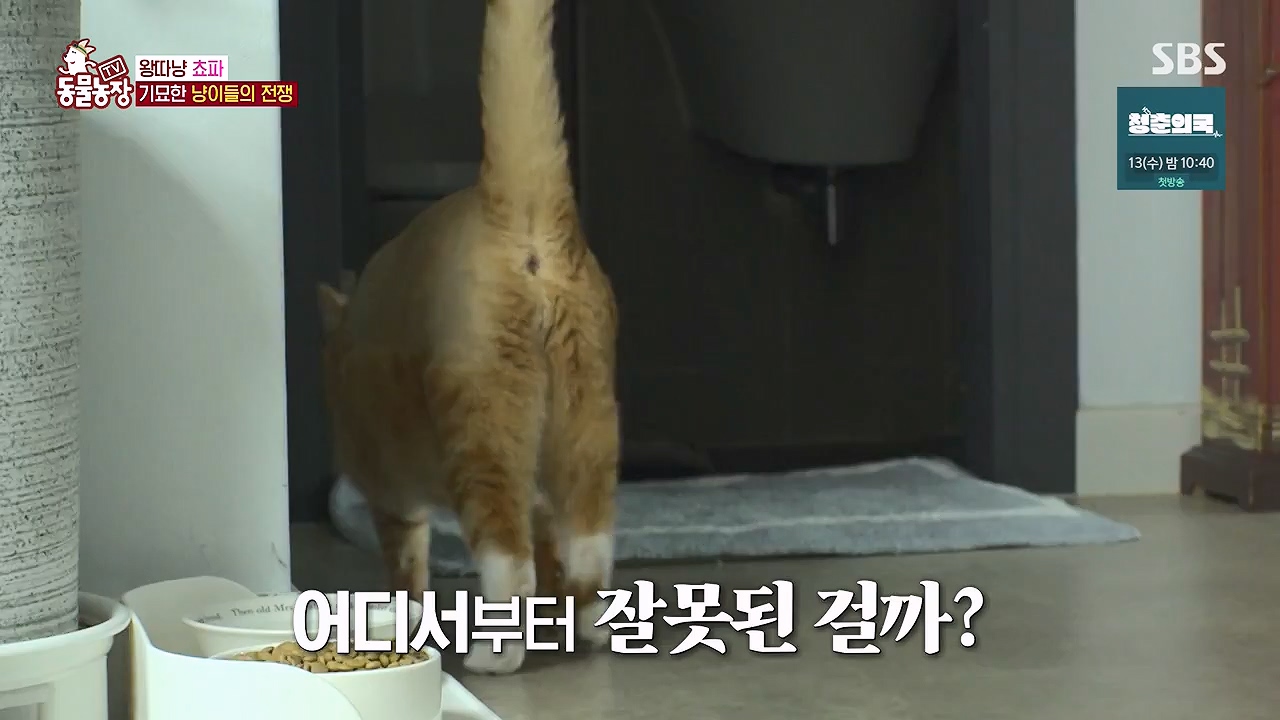 TV 동물농장.E1137.230911p-NEXT.mp4_20230910_183216.584.jpg