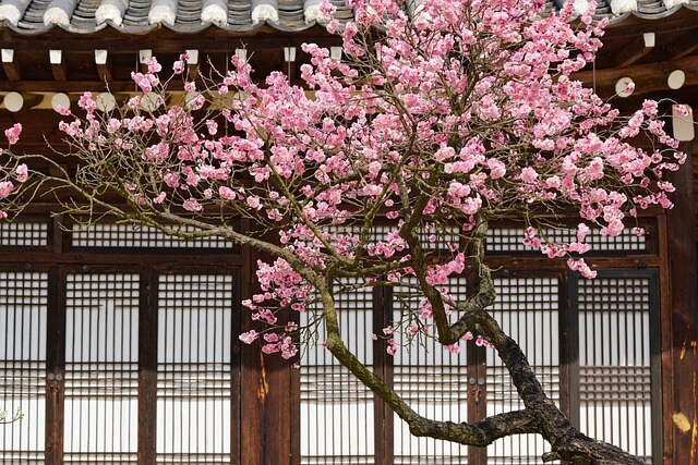 광양 매화축제 일정&amp;#44;주차장&amp;#44;기간