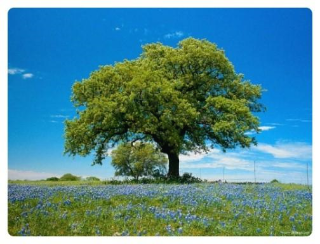  초록빛 나무(A green tree)