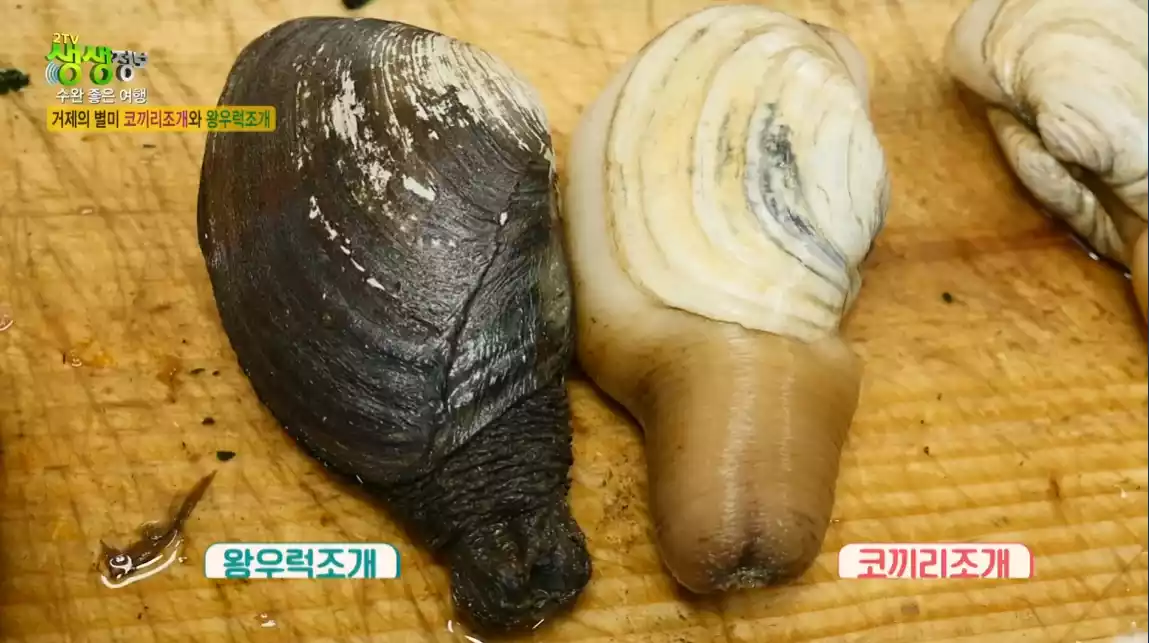 코끼리 조개 , 왕우럭조개