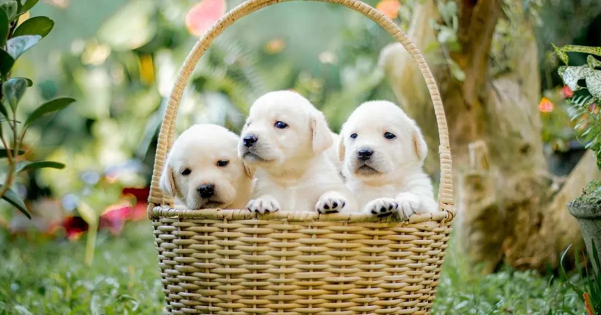 티웨이항공 티펫 서비스 설명을 위한 애완동물(강아지) 이미지