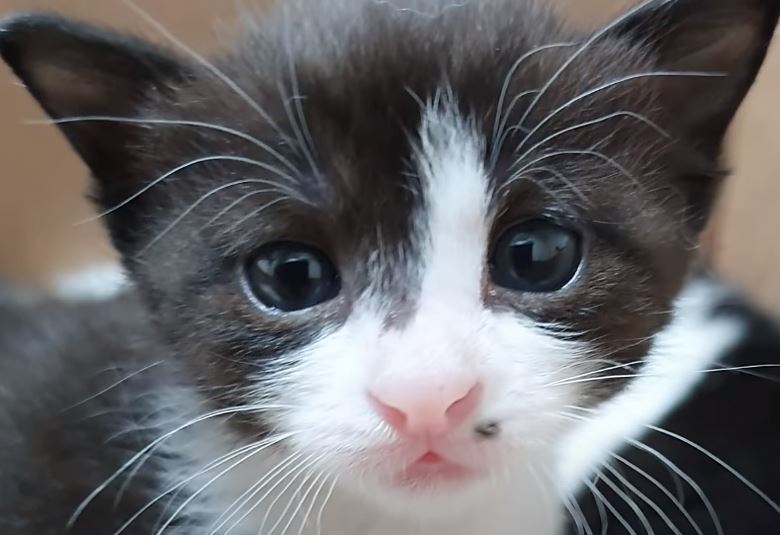  길고양이 복순이 이야기/새끼고양이
