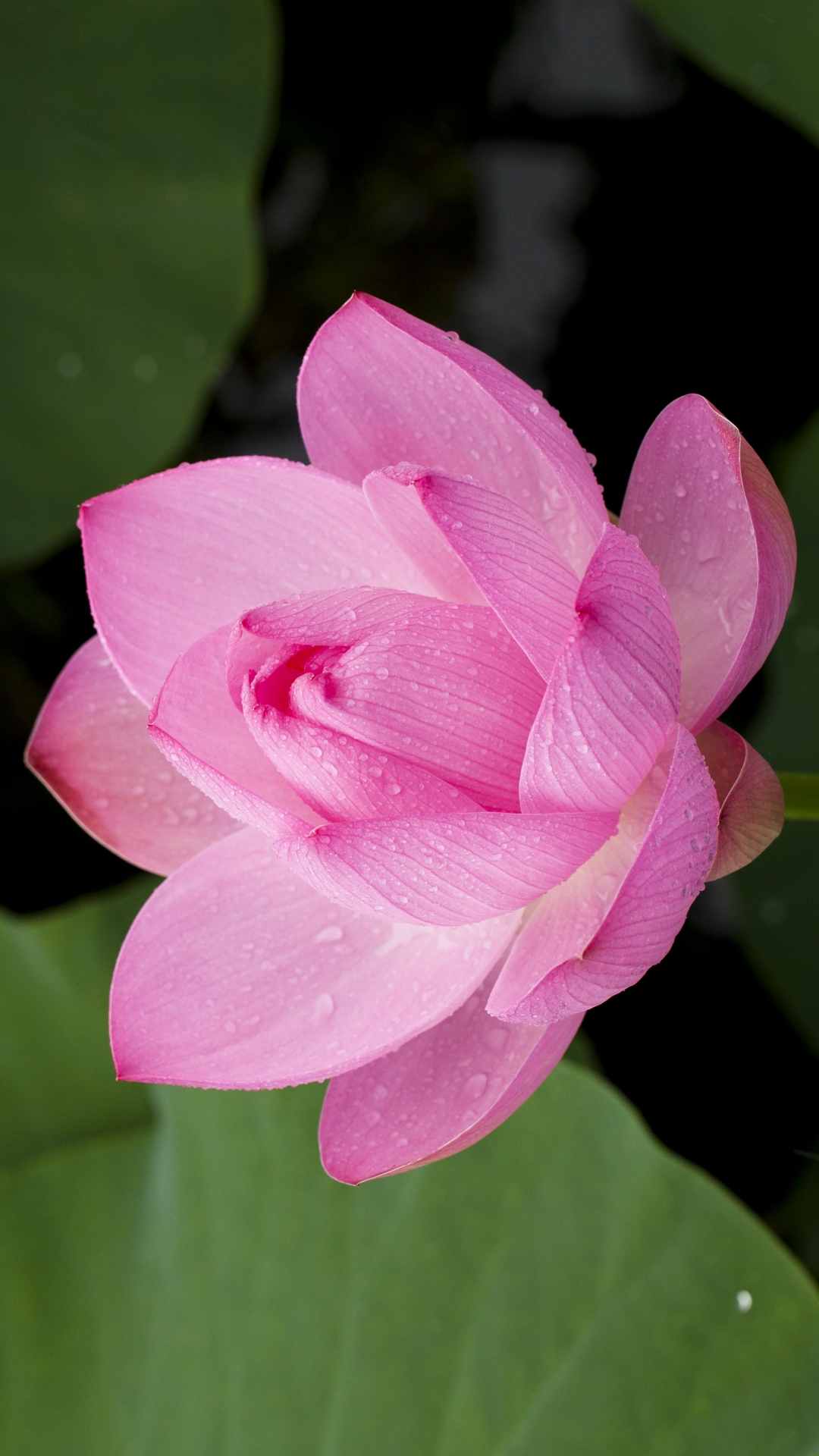 Lotus Flower iPhone Wallpaper