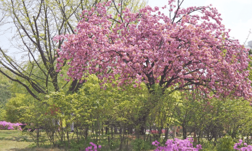 보라매공원 겹벚꽃