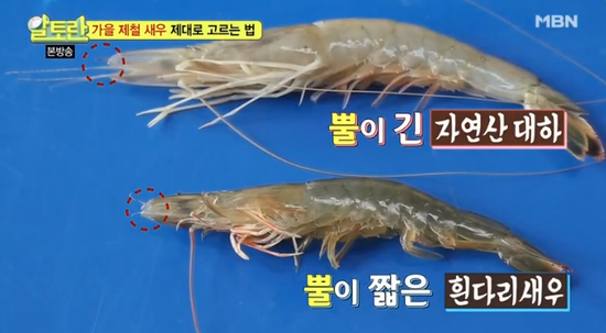 우리가 알고 있는 새우는 어디까지?? 우리가 알고 있는 새우는 어디까지??