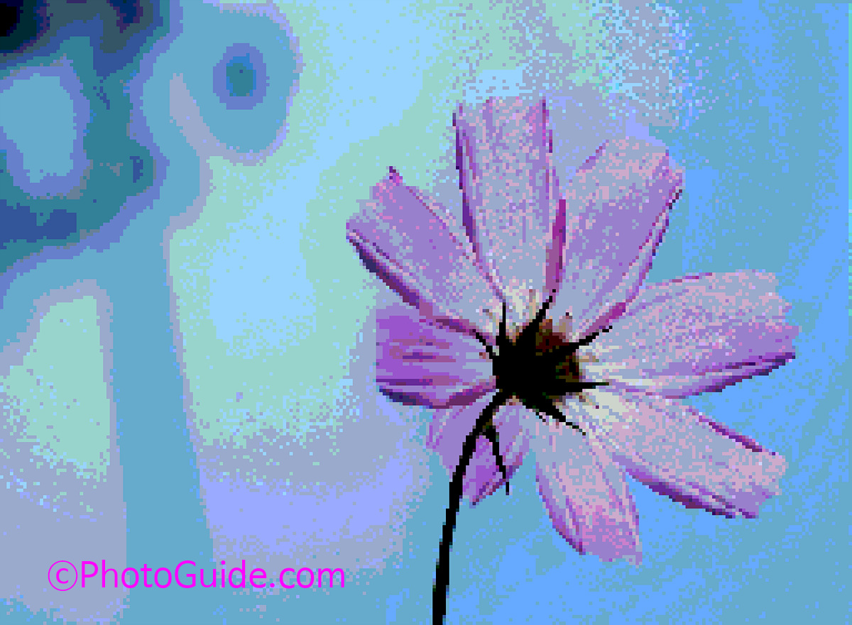 photoguide.com nft flower photo