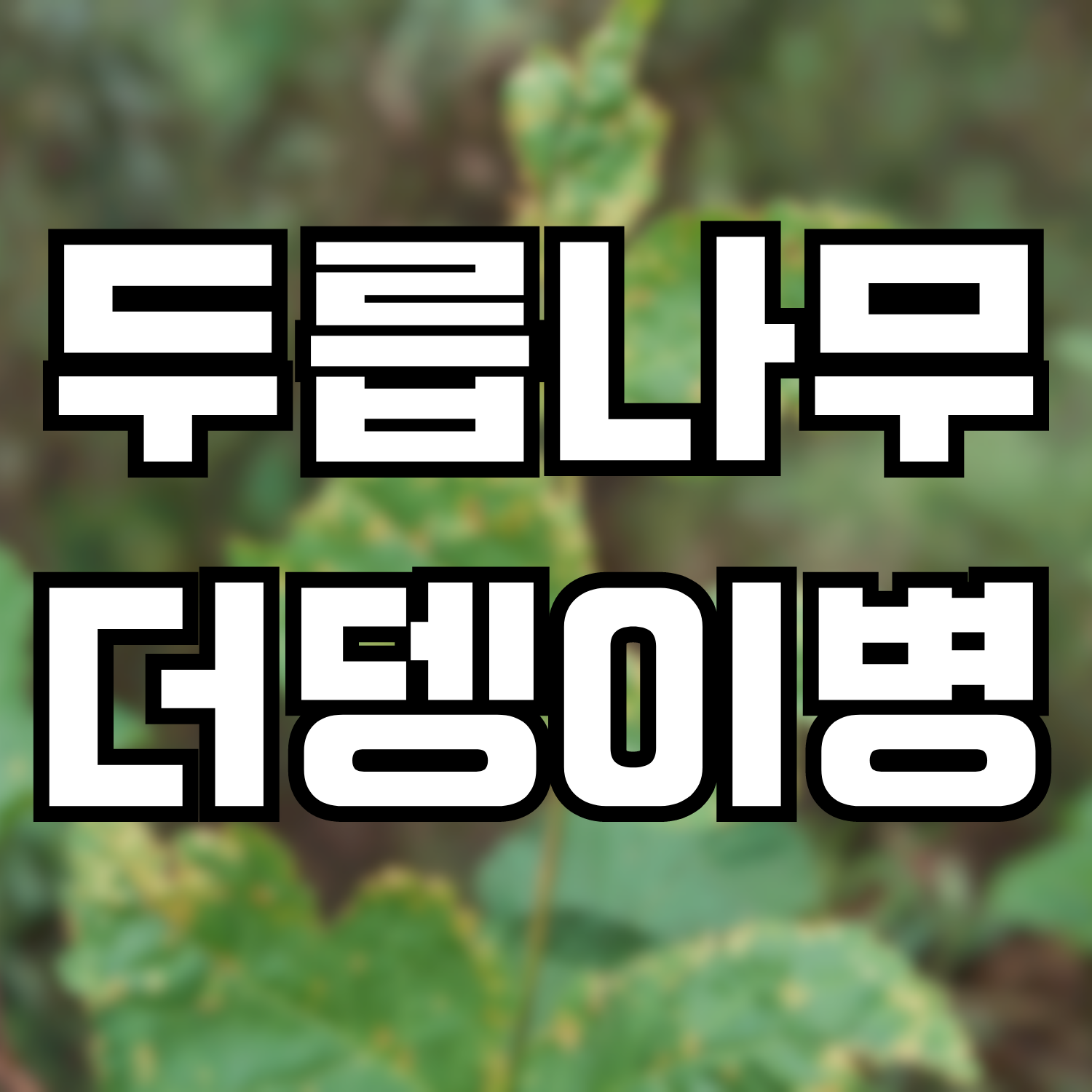  두릅나무 더뎅이병